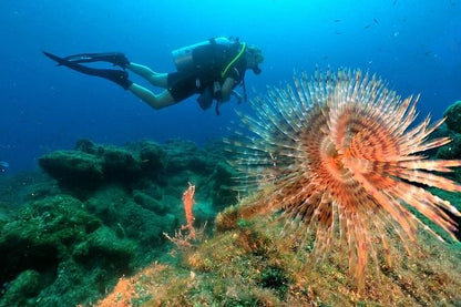 Scuba Diving Adventure from Kusadasi or Selcuk: Explore Underwater Wonders