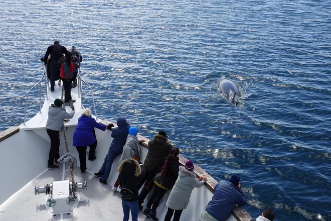 Whale Watching Adventure Cruise Departing from Reykjavik