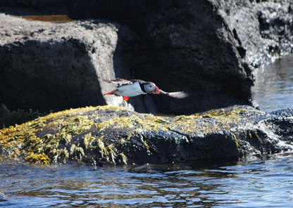 Exclusive Puffin Watching Experience in Reykjavik