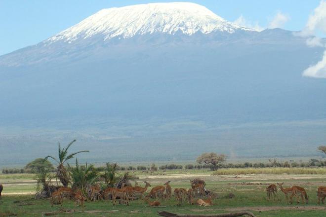 Amboseli National Park: Full-Day Safari Adventure