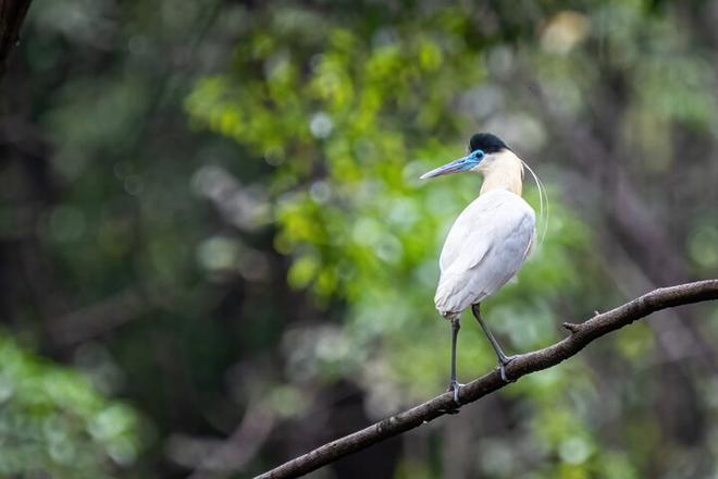 Explore the Amazon: 4-Day, 3-Night Stay at Tapiri Floating Lodge