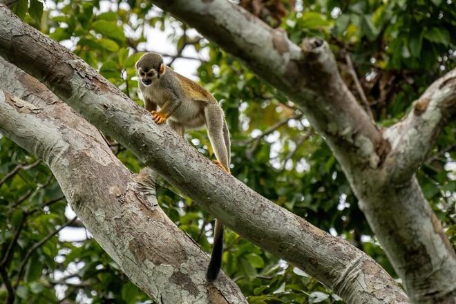 Explore the Amazon: 4-Day, 3-Night Stay at Tapiri Floating Lodge