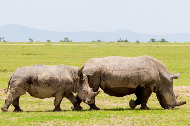 Overnight Safari Adventure in Nanyuki