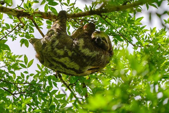 Amazon Rainforest Exploration: 5 Days and 4 Nights Adventure at Amazon Tapiri Floating Lodge