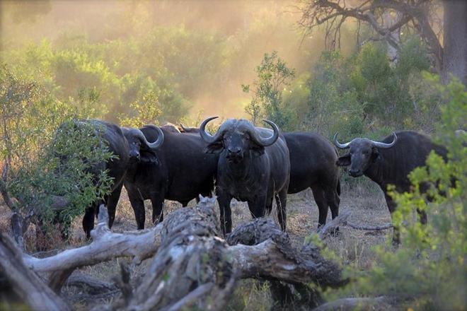 One-Day Safari Adventure in Aberdare National Park