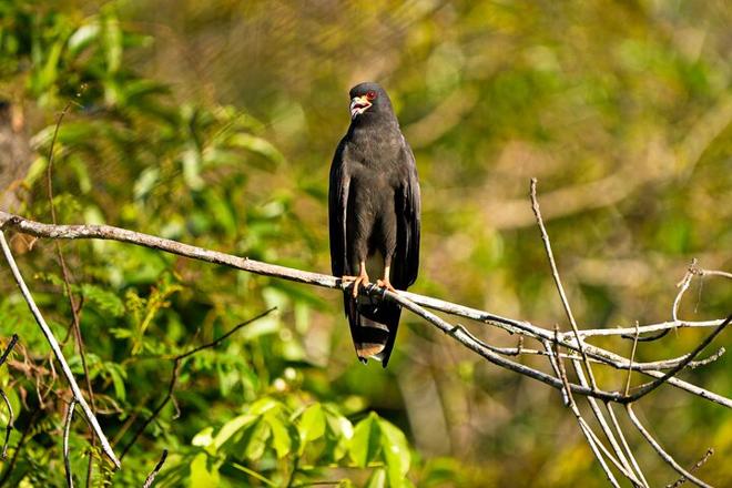 Amazon Rainforest Exploration: 5 Days and 4 Nights Adventure at Amazon Tapiri Floating Lodge