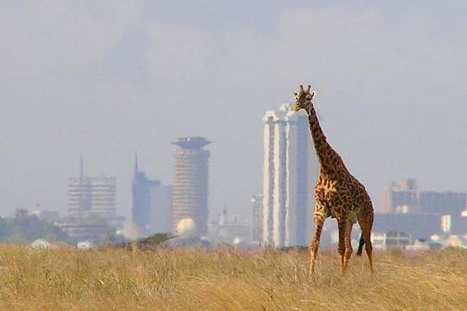 5-Day Safari Adventure from Nairobi to Maasai Mara and Lake Naivasha