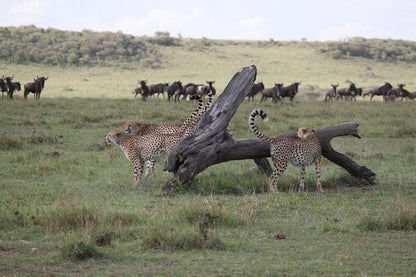 Maasai Mara 5-Day Luxury Safari Adventure: Exclusive Fly-In Experience