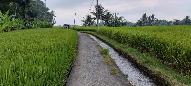 Ubud Trekking Experience: Explore Tegallalang Rice Terraces and Waterfalls