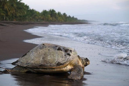 Three-Day Tortuguero National Park Adventure with Complimentary Pickup