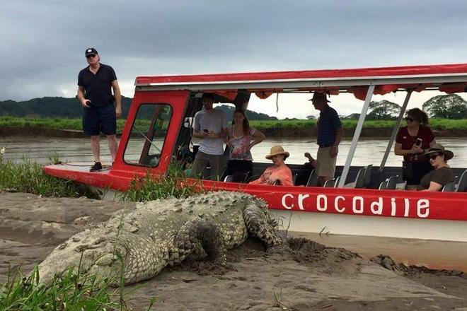 Private Crocodile Safari and Carara National Park Expedition