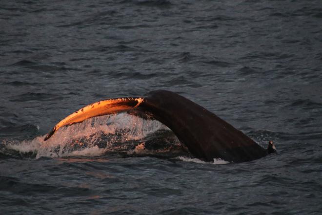 Midnight Sun Whale Watching Adventure in Akureyri