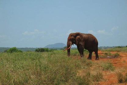 Discover the Wild: 3-Day Tsavo East Safari Adventure from Mombasa