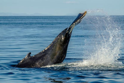 Whale Watching Adventure and FlyOver Iceland Experience