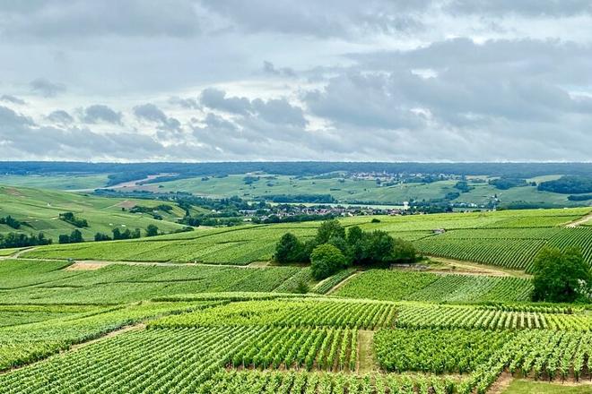 Exclusive Vintage Champagne Tour: Private Visit to Taittinger and Veuve Clicquot