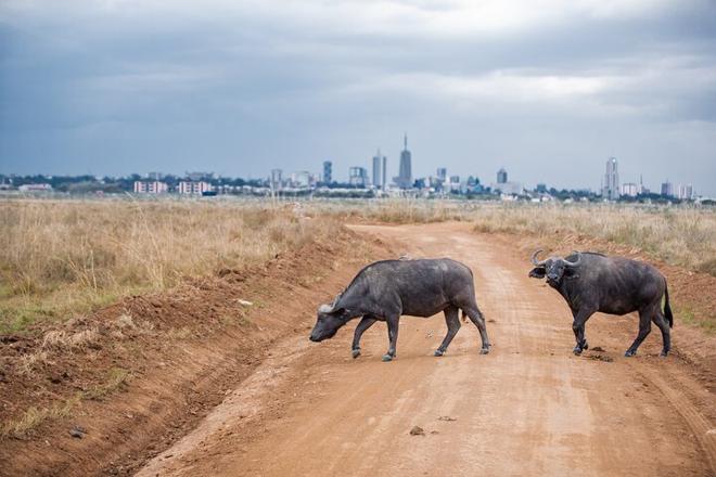 Sunrise and Sunset Open Jeep Safari at Nairobi National Park