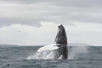 Classic Whale Watching Experience in Akureyri