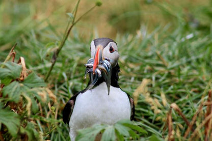 Exclusive Puffin Watching Experience in Reykjavik