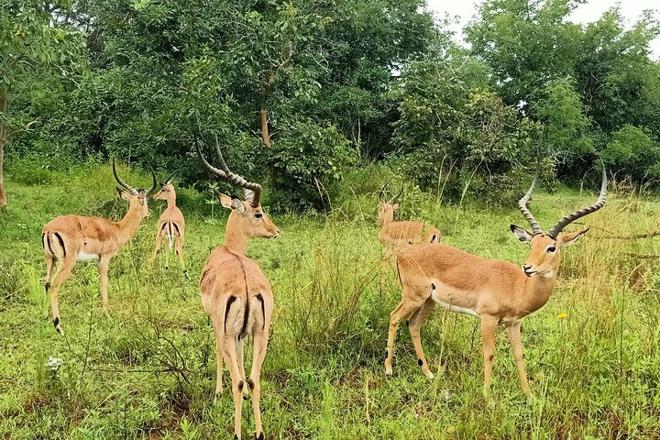 Explore Akagera National Park: Full-Day Safari Adventure