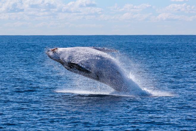 Whale Watching Adventure Cruise Departing from Reykjavik