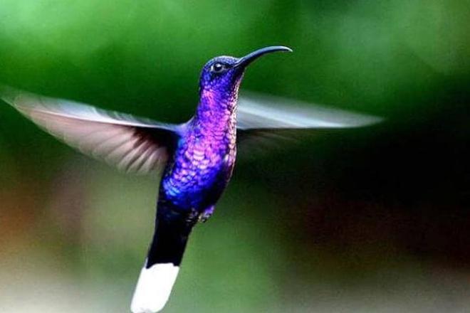 San Jose to La Paz Waterfall Gardens: Discover the Wildlife Refuge