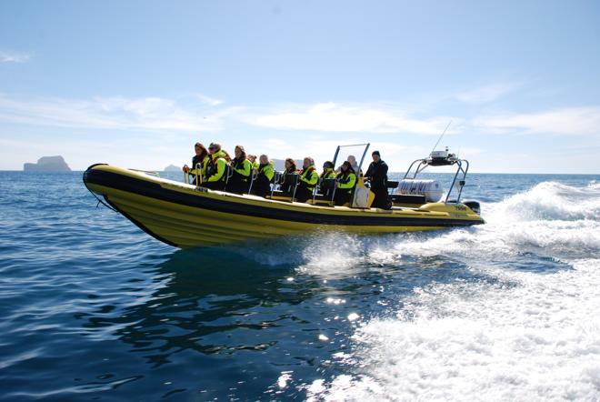 Downtown Reykjavik RIB Speedboat Tour: Whale and Puffin Watching Experience