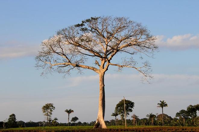 Amazon Rainforest Exploration: 5 Days and 4 Nights Adventure at Amazon Tapiri Floating Lodge