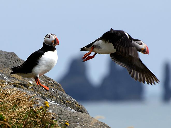 Speedboat Puffin Watching Adventure from Reykjavik Downtown