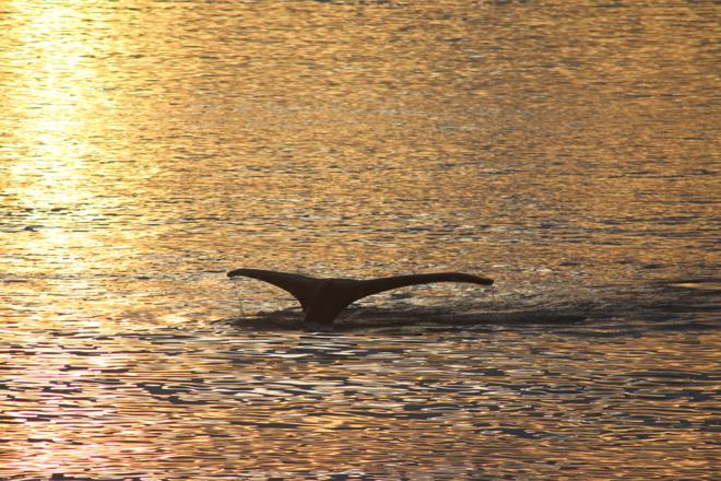 Midnight Sun Whale Watching Adventure in Akureyri