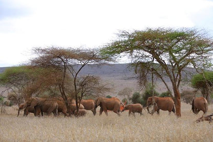 Mombasa to Taita Hills: 3-Day Safari Tour