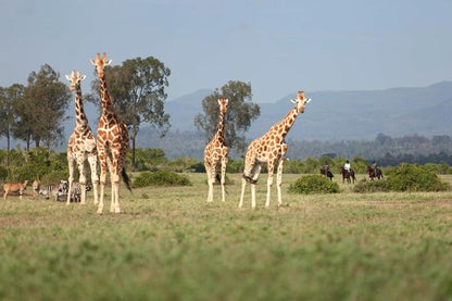 Explore the Aberdare: 3-Day Ultimate Safari Adventure