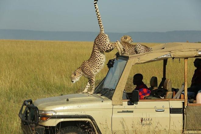 Nairobi and Maasai Mara 4-Day Safari Adventure