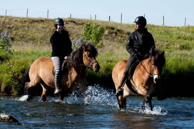 Reykjavik Seahorse Experience