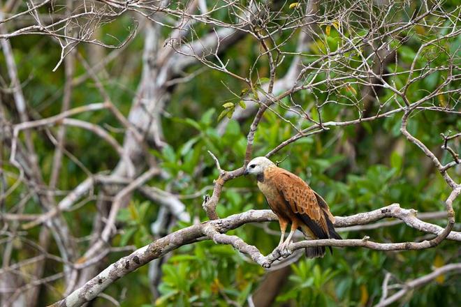 Amazon Rainforest Exploration: 5 Days and 4 Nights Adventure at Amazon Tapiri Floating Lodge