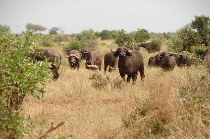 Discover Tsavo East: Full-Day Safari Adventure from Mombasa