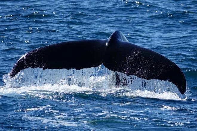 Whale Watching Adventure Cruise Departing from Reykjavik