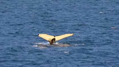 Whale Watching Adventure and FlyOver Iceland Experience