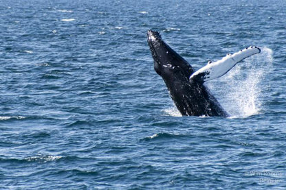 Downtown Reykjavik Whale Watching Tours