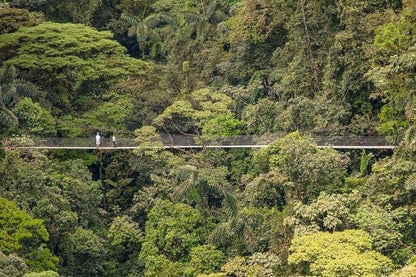 Arenal Hanging Bridges and Tabacon Hot Springs Day Tour from San Jose