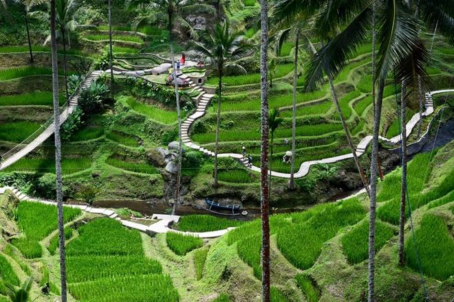 Campuhan Ridge Walk: Explore Rice Terraces, Volcanoes, and Water Temples