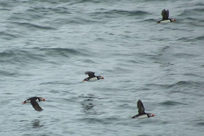 Exclusive Puffin Watching Experience in Reykjavik