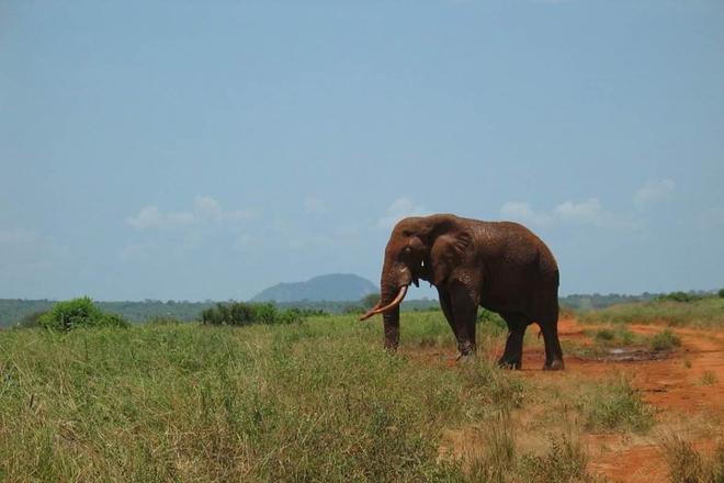 Tsavo East Safari: Exclusive 2-Day Adventure from Mombasa