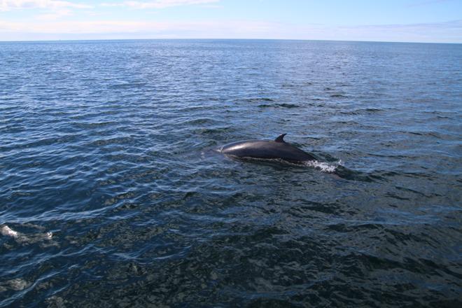 Downtown Reykjavik Whale Watching Tours