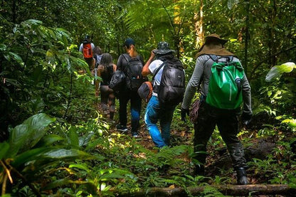 Exploring the Natural Beauty of Bertioga: Coastal Trail Adventure