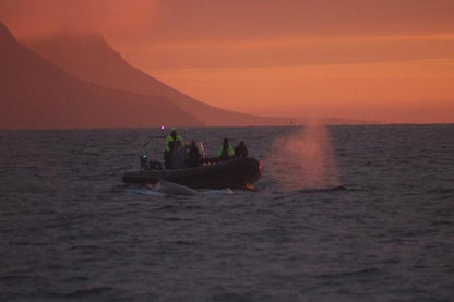 Midnight Sun Whale Watching Adventure in Akureyri