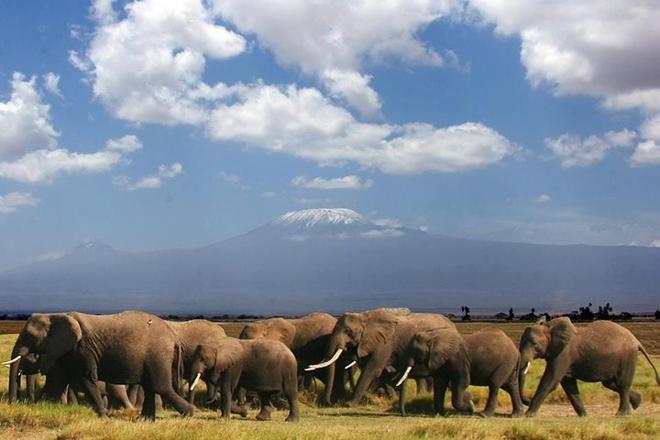 Amboseli National Park: Full-Day Safari Adventure