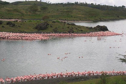 Arusha National Park Adventure: Guided Walking Safari and Canoeing Experience