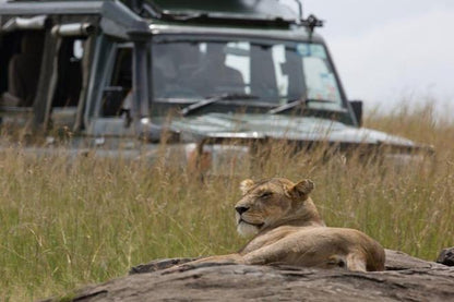 Nairobi and Maasai Mara 4-Day Safari Adventure