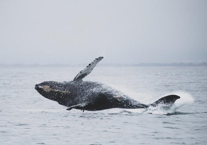 Downtown Reykjavik RIB Speedboat Tour: Whale and Puffin Watching Experience