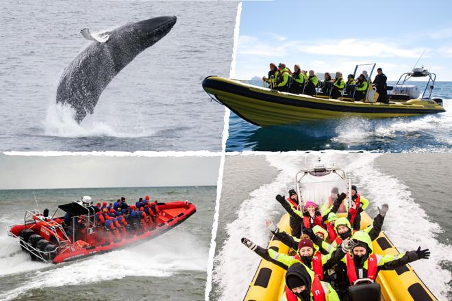 Downtown Reykjavik RIB Speedboat Tour: Whale and Puffin Watching Experience